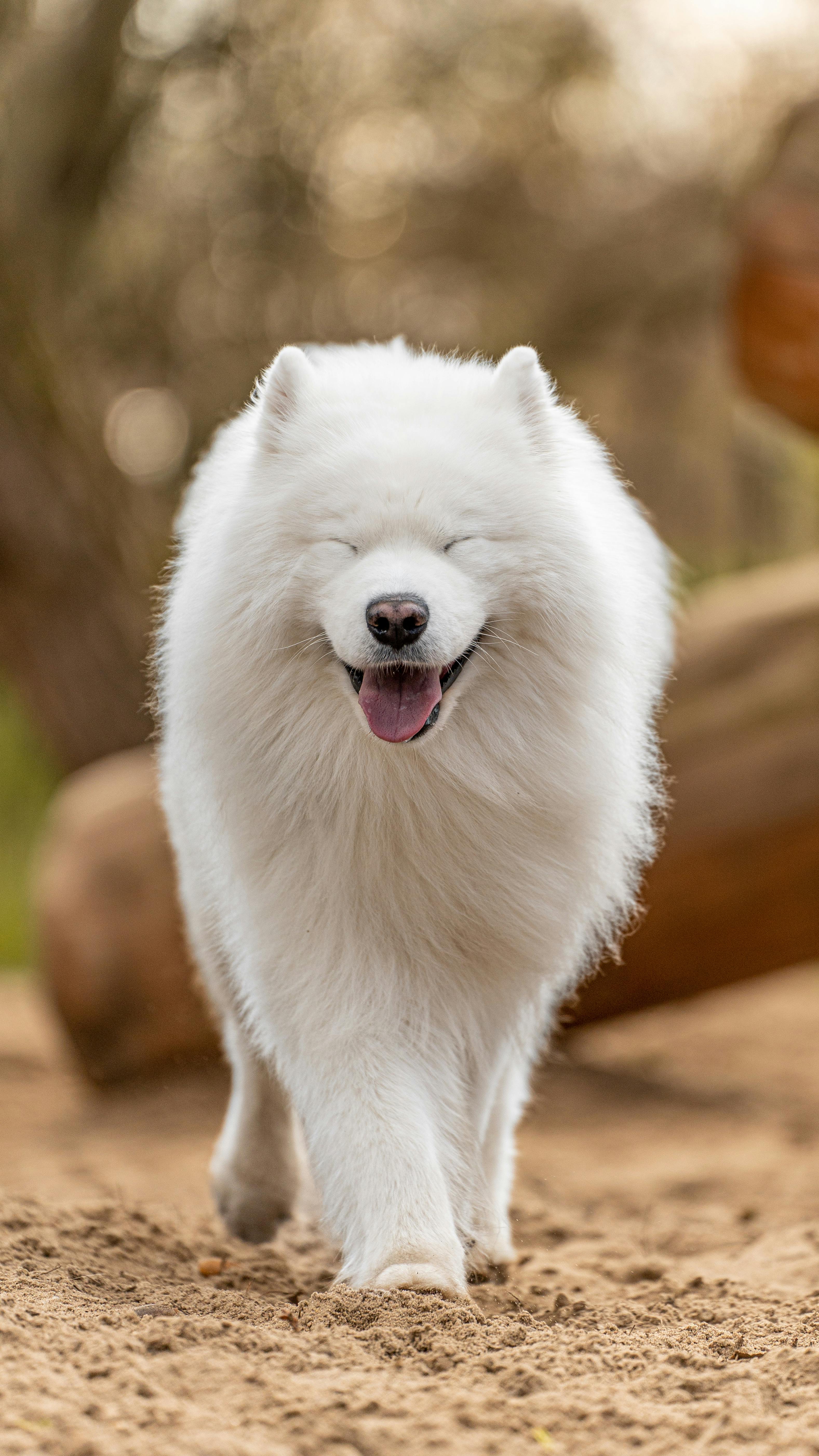 Samoyed Köpek Irkı Hakkında Her Şey: Rehber ve Bilgiler