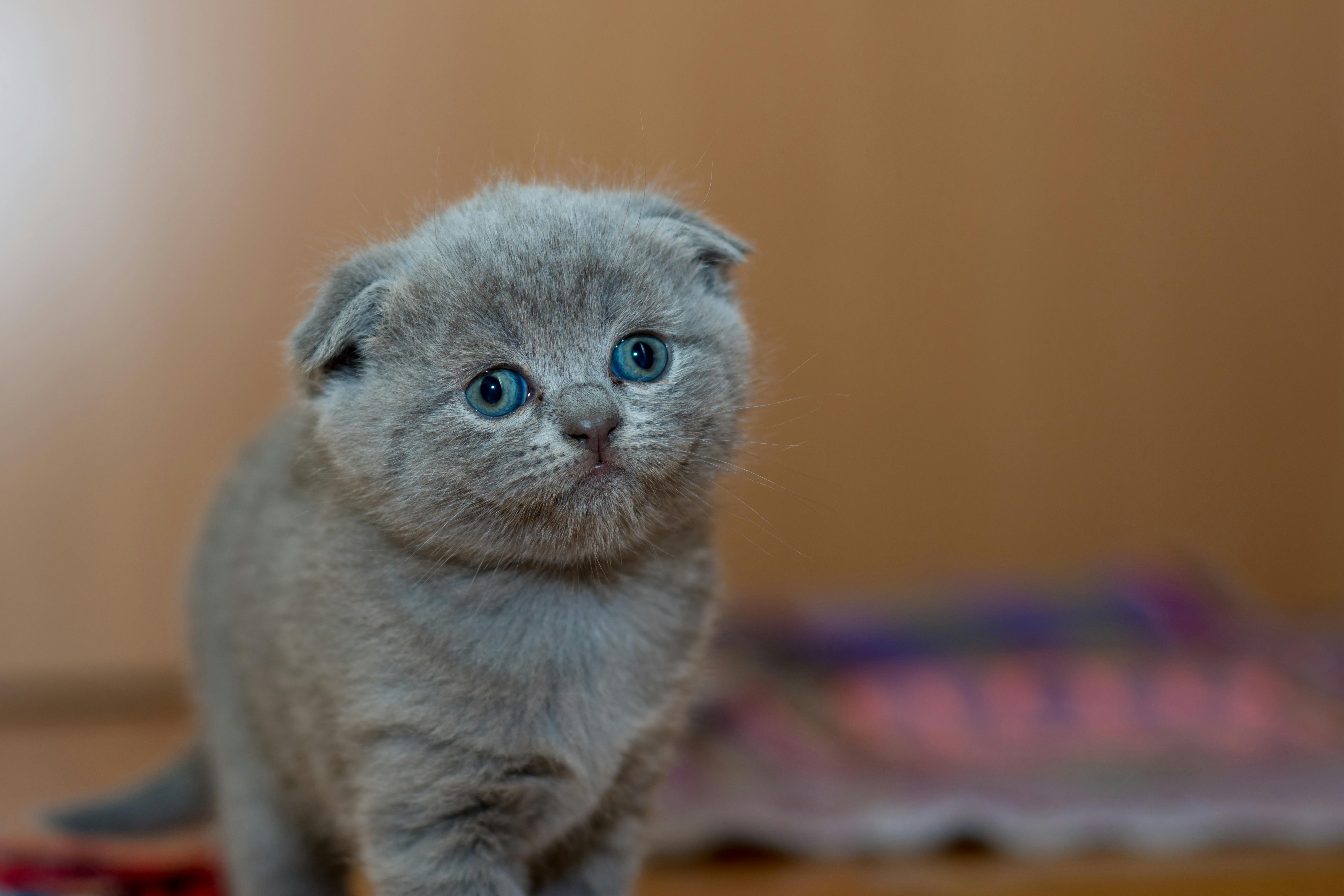 Scottish Fold Kedi Özellikleri ve Bakımı