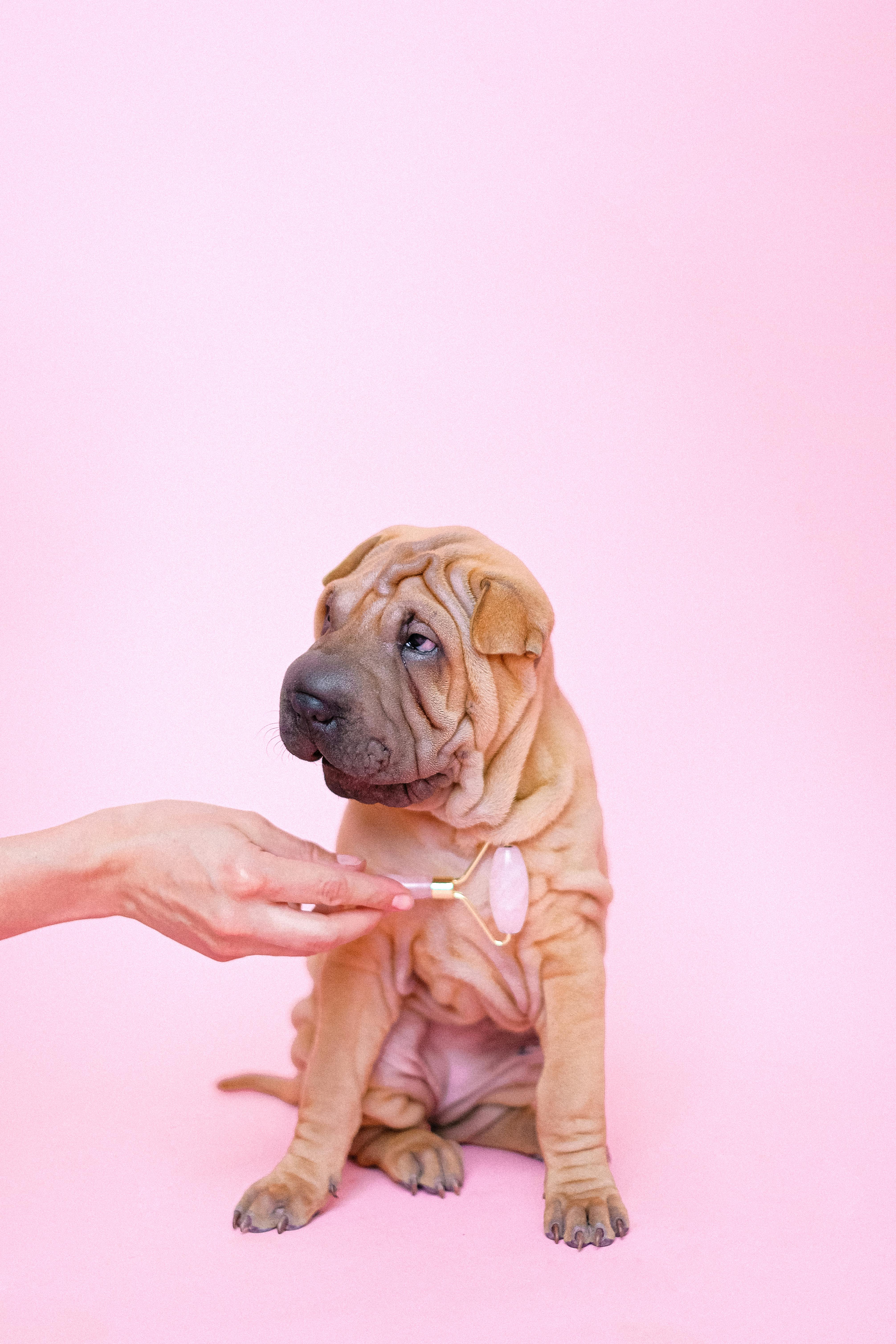 Shar Pei ve Yavru Köpekleri: Bakım, Karakter ve Özellikler