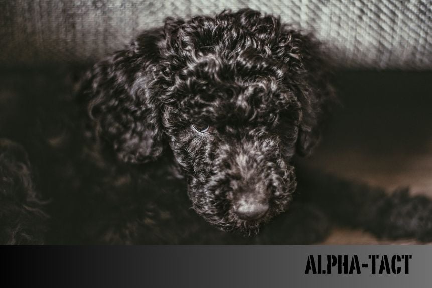 Siyah Poodle: Özellikleri, Bakımı ve Fiyatları