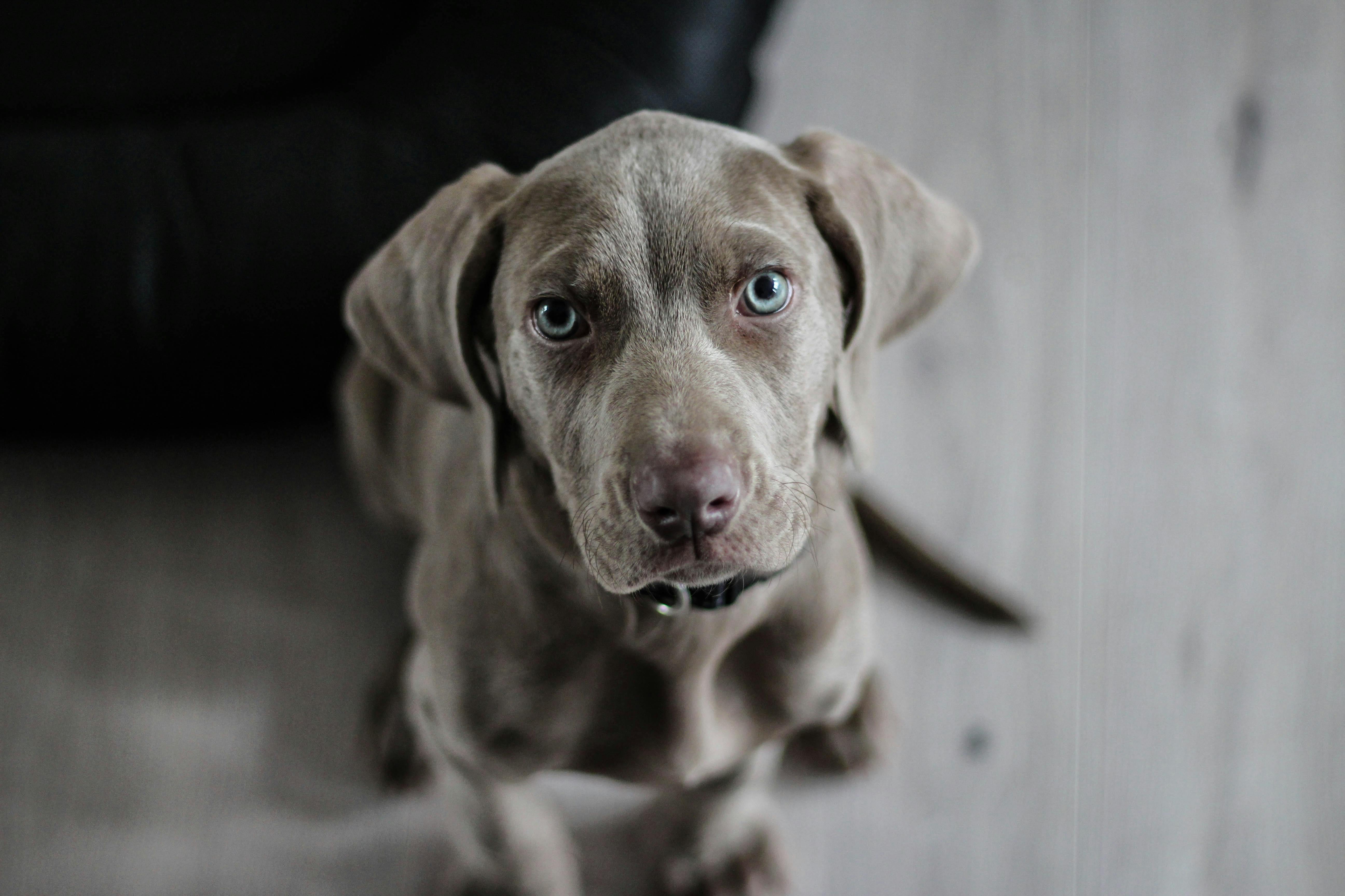 Sokak Hayvanları Yasası ve Köpeklerin Uyutulması: Bir Gerçek ve Yanlış Anlaşılmalar
