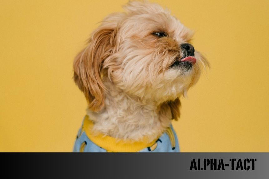 Süs Köpekleri: Minik Dostlar Hakkında Bilmeniz Gerekenler