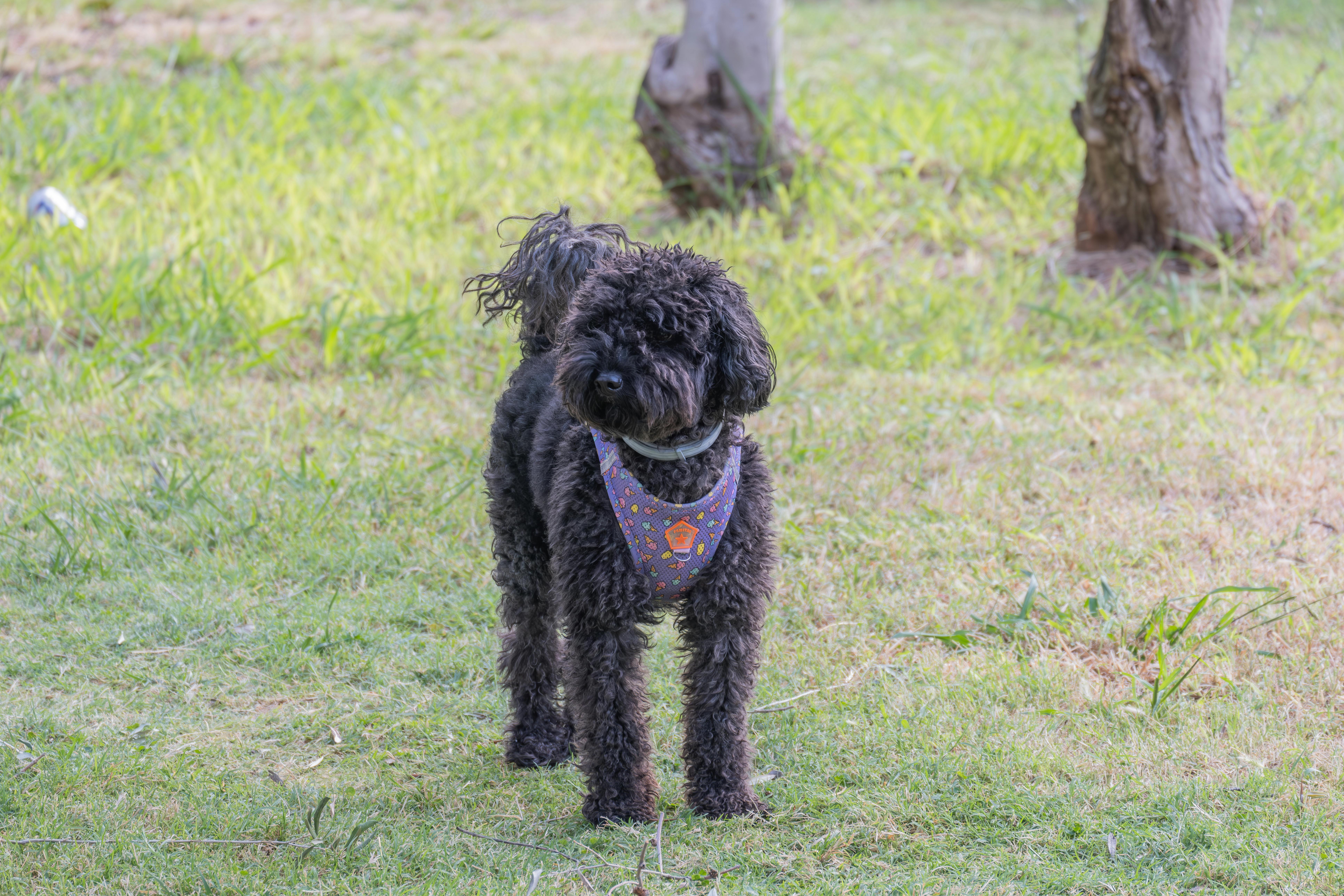 Toy Poodle ve Yavrusu: Minik Dostlar Hakkında Her Şey