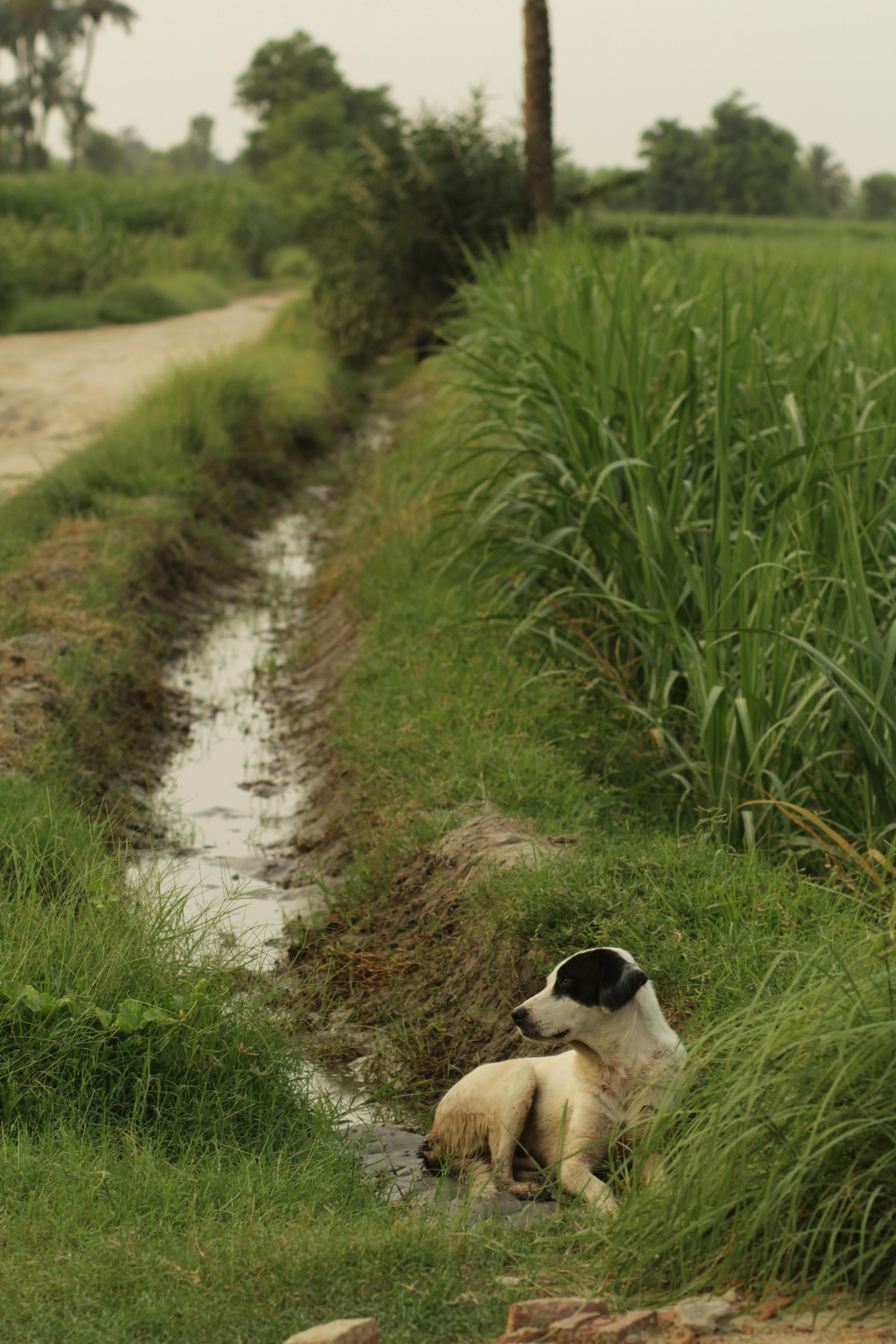 Tüy Dökmeyen, Alerji Yapmayan ve Havlamayan Köpek Irkları