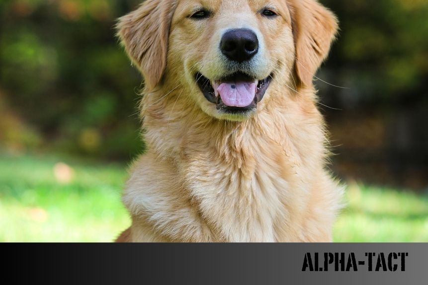 Tüylü Köpekler: Uzun Tüylü ve Kısa Tüylü Köpekler Hakkında Bilmeniz Gerekenler