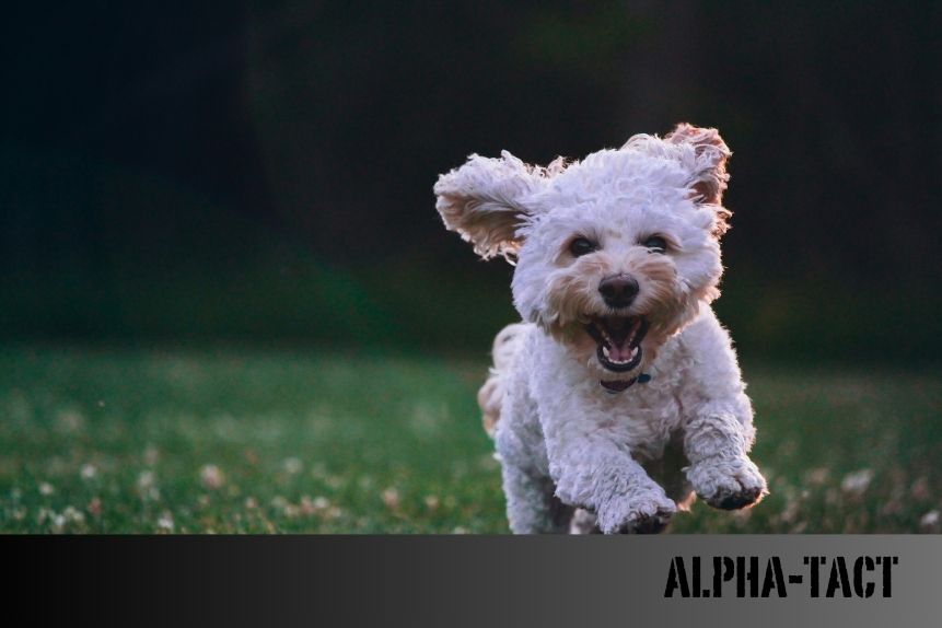 Yanlış Tasma Seçimi Köpeğinize Zarar Verebilir: Veterinerlerin Uyarıları