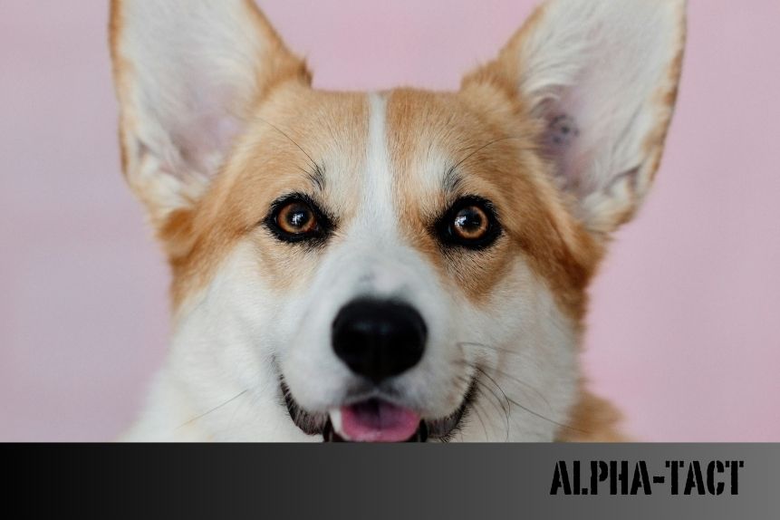 Yaz ve Kış Aylarında Köpek Ekipmanlarının Bakımı