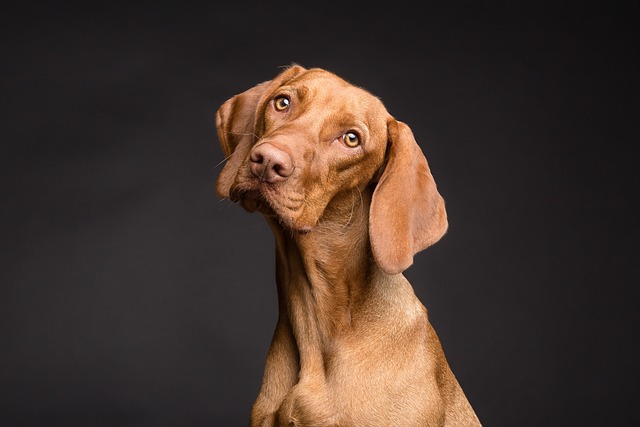 Köpek Eğitimi İpuçları: Sadık Dostunuzu Eğitirken Başarılı Olmanın Yolları