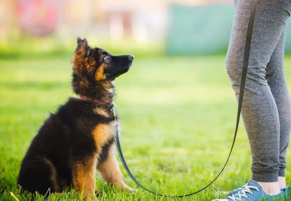 Başlıca Köpek Eğitimi- Tuvalet Alışkanlığı Oluşturma Stratejileri