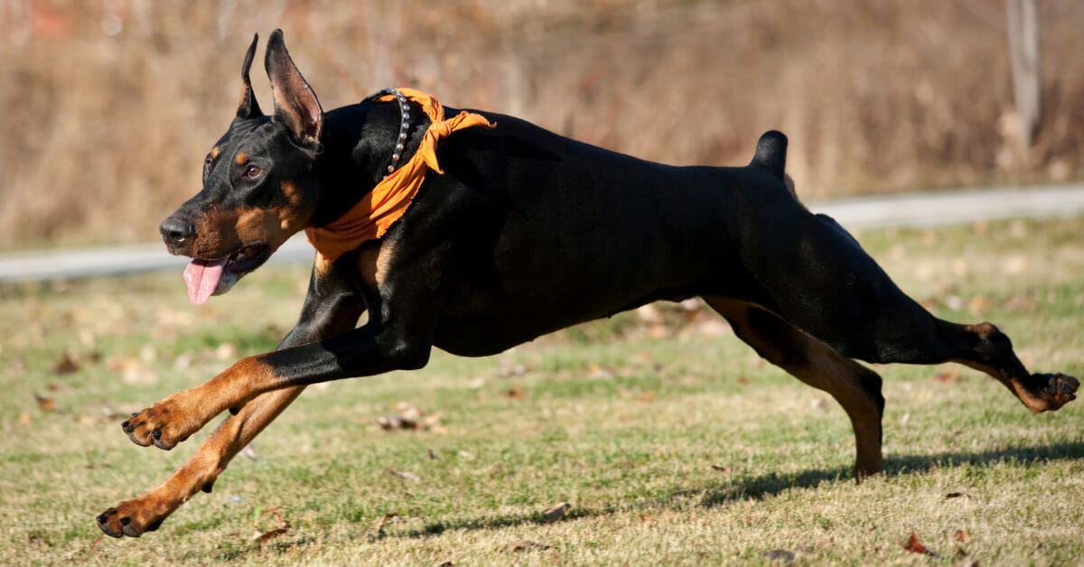 doberman