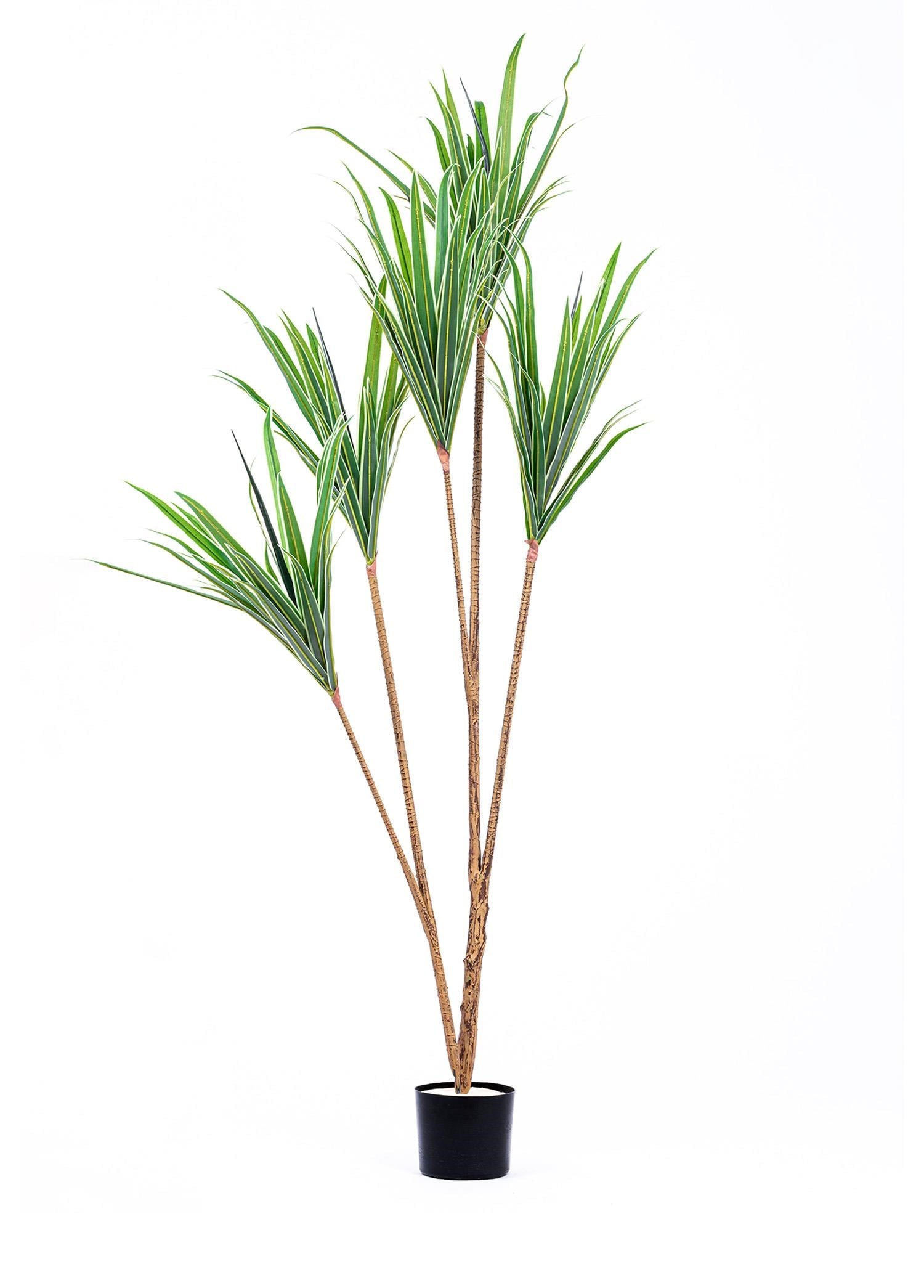The Mia Dracaena Yapay Ağaç 4 Dallı 180 cm