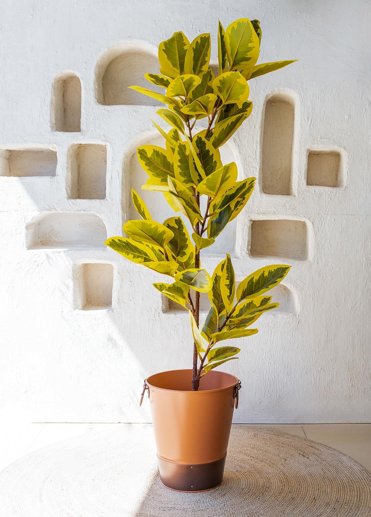 The Mia Ficus Altissima Yapay Ağaç Sarı Yeşil 6 Dal 170 cm