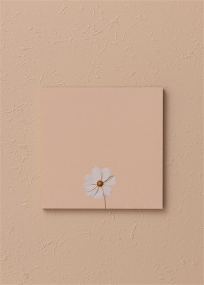 The Mia Art Line Mini Notluk Cosmea 10 x 10 cm 40 Yaprak