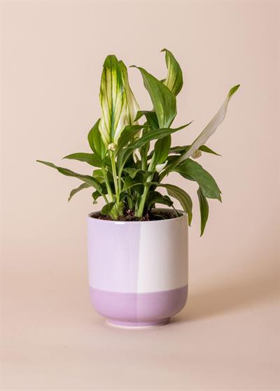 The Mia Porselen Saksı Mor 9x10 cm