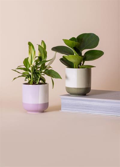 The Mia Porselen Saksı Mor 9x10 cm