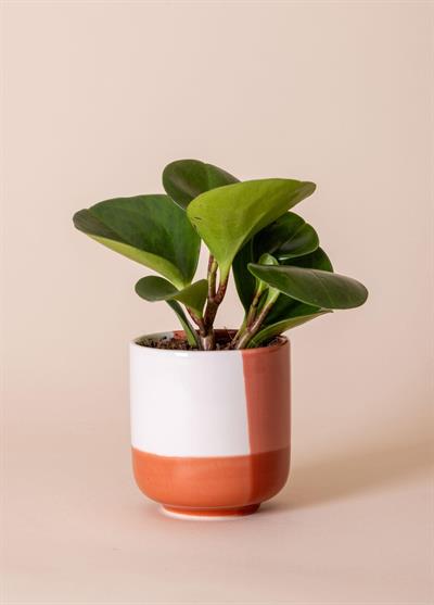 The Mia Porselen Saksı Pembe 9x10 cm