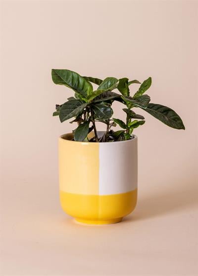 The Mia Porselen Saksı Sarı 9x10 cm