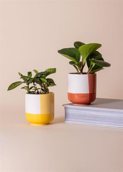 The Mia Porselen Saksı Sarı 9x10 cm