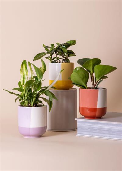 The Mia Porselen Saksı Sarı 9x10 cm