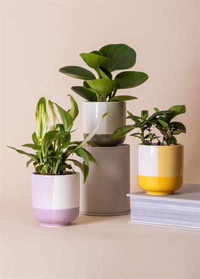 The Mia Porselen Saksı Yeşil 9x10 cm