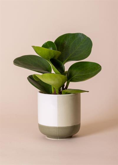 The Mia Porselen Saksı Yeşil 9x10 cm