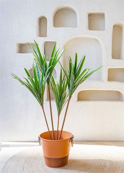 The Mia Dracaena Yapay Ağaç 4 Dallı 120 cm
