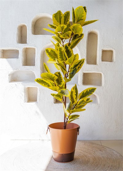 The Mia Ficus Altissima Yapay Ağaç Sarı Yeşil 6 Dal 170 cm