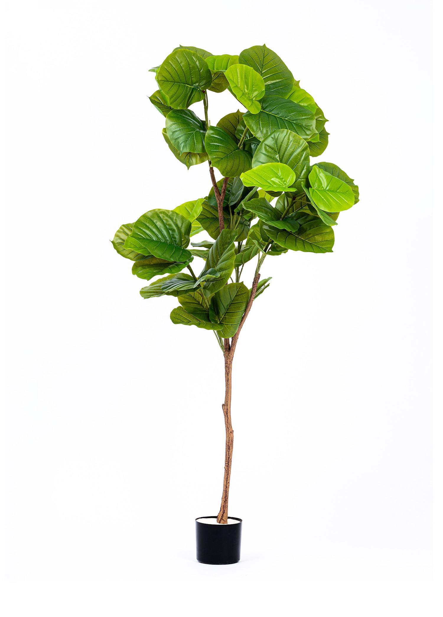 Yapay Çiçek ve Ağaç The Mia Ficus Umbellata Yapay Ağaç Yeşil 4 Dallı 180 cm