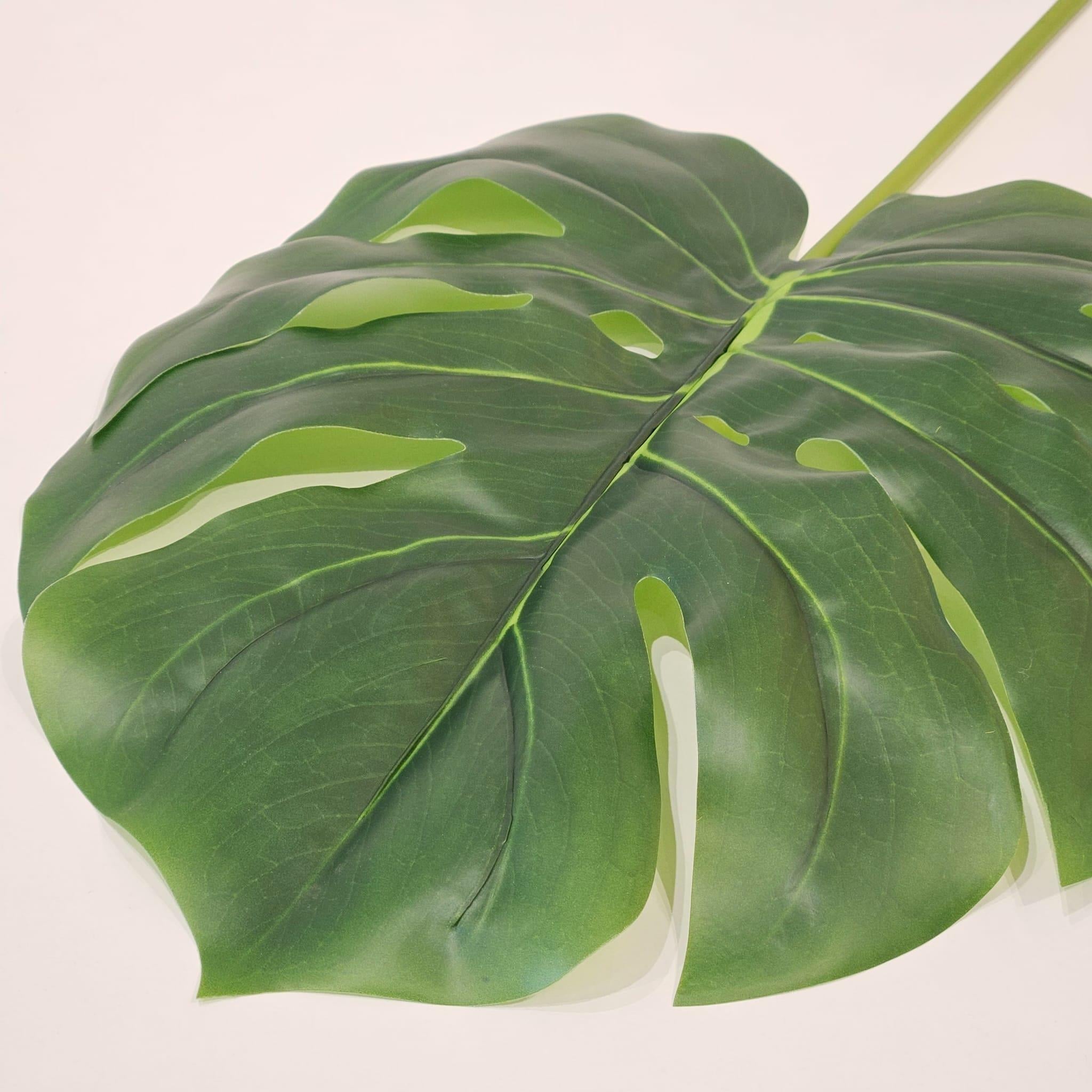 DEVETABANI YAPRAĞI 105 CM