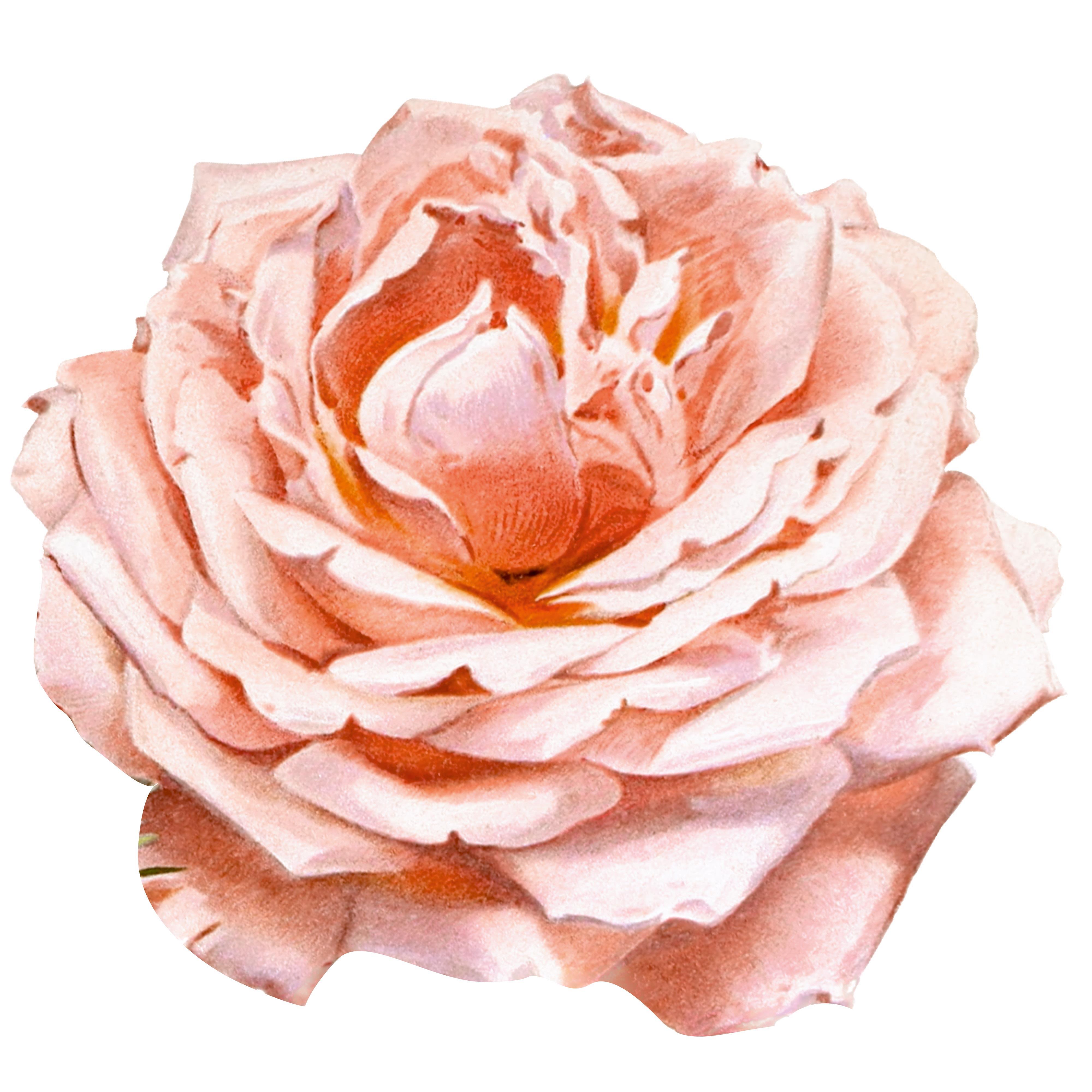 Supla SERVİSİ-12570