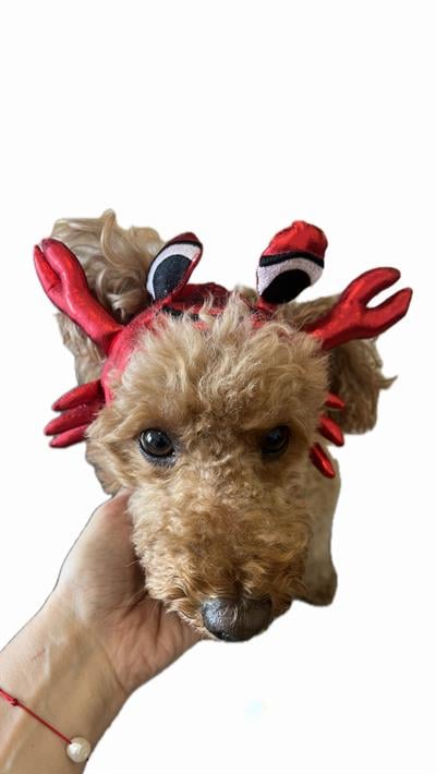 Cadılar Bayramı Yengeç Şapkası