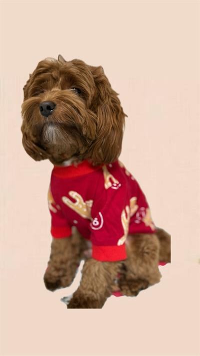 Ginger Man DesenliYılbaşı Köpek Tshirti