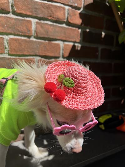 Hasır Kedi Köpek Şapkası