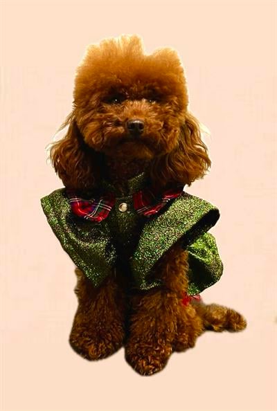 Kadife Fiyonklu Parlak Yeşil ve Ekoseli Yeniyıl kedi Köpek Elbisesi