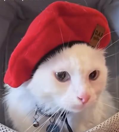 Ressam Fransız Beret Kedi Köpek Şapkası