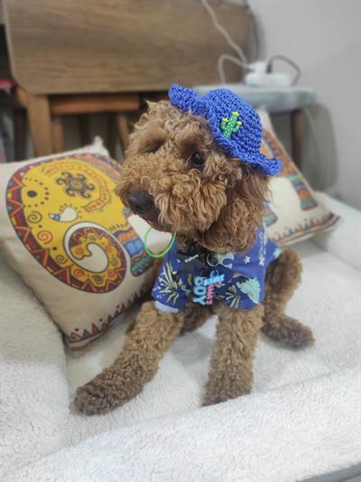 Hasır Kedi Köpek Şapkası
