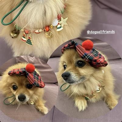 Ressam Fransız Beret Kedi Köpek Şapkası