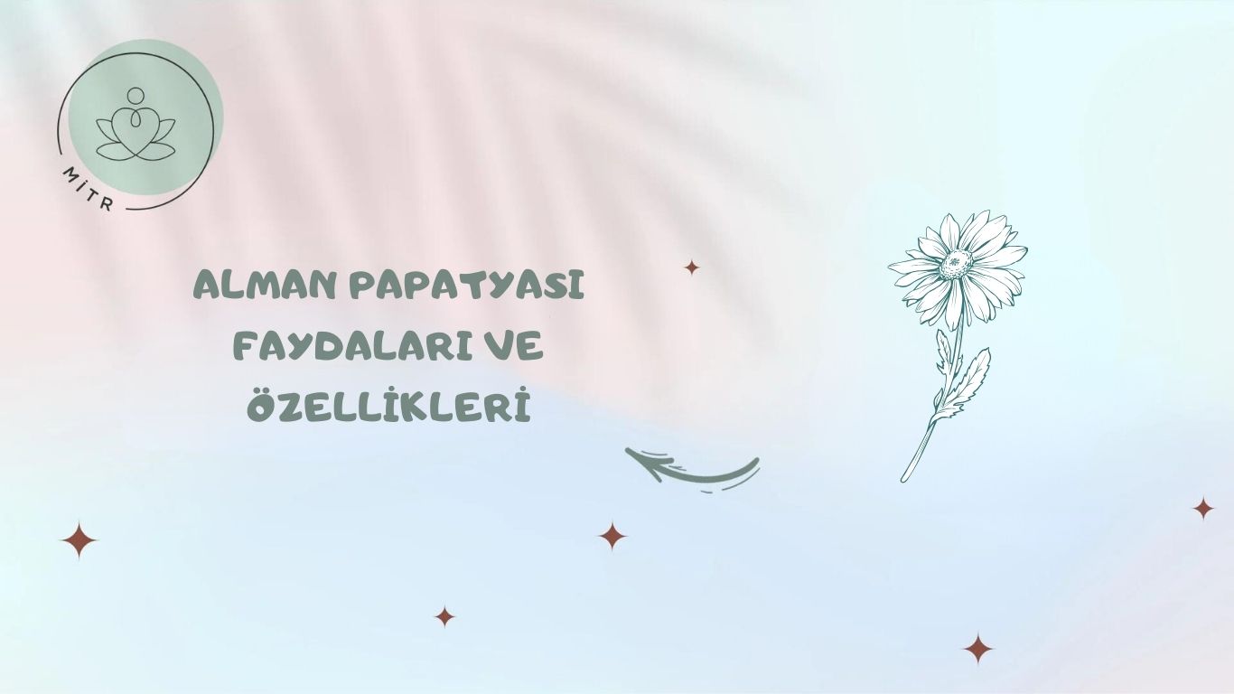 Alman Papatyası Faydaları ve Özellikleri