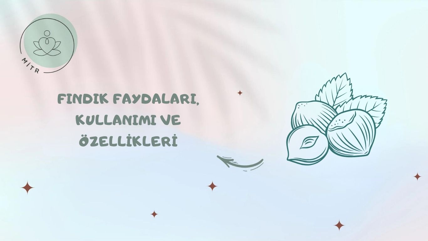 Fındık Faydaları, Kullanımı ve Özellikleri