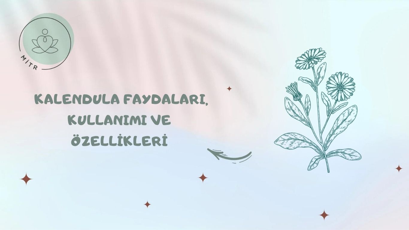 Kalendula Faydaları, Kullanımı ve Özellikleri