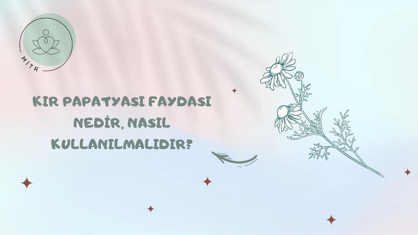 Kır Papatyası faydası nedir, nasıl kullanılmalıdır