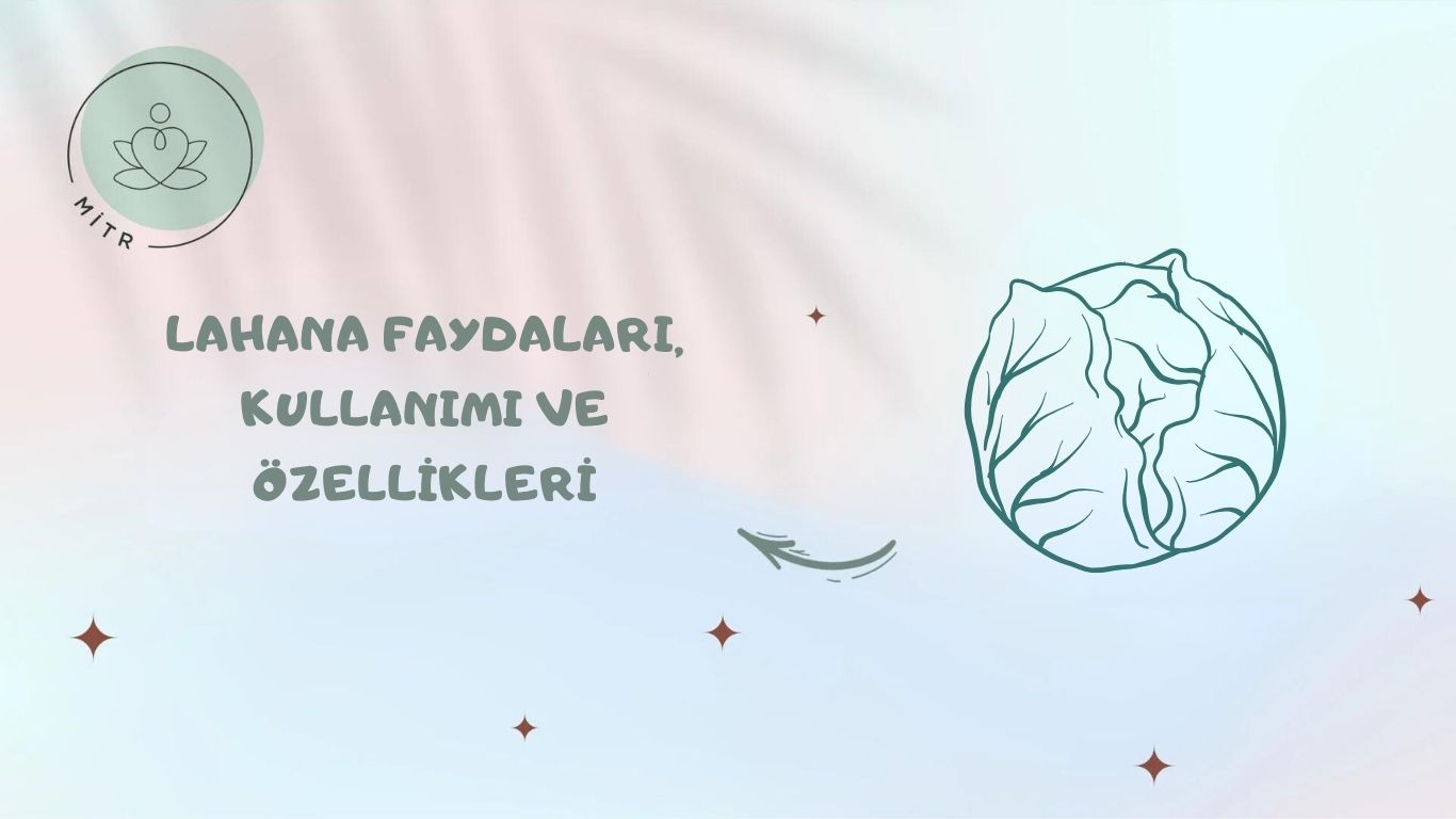 Lahana Faydaları, Kullanımı ve Özellikleri