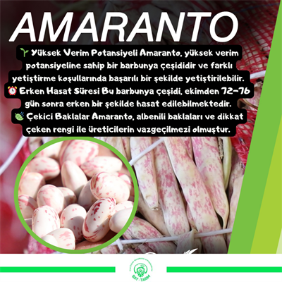 AMARANTO Fasulye Tohumu | SEMINIS 10 kg