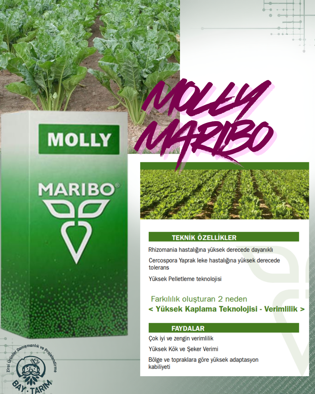 MOLLY MARİBO