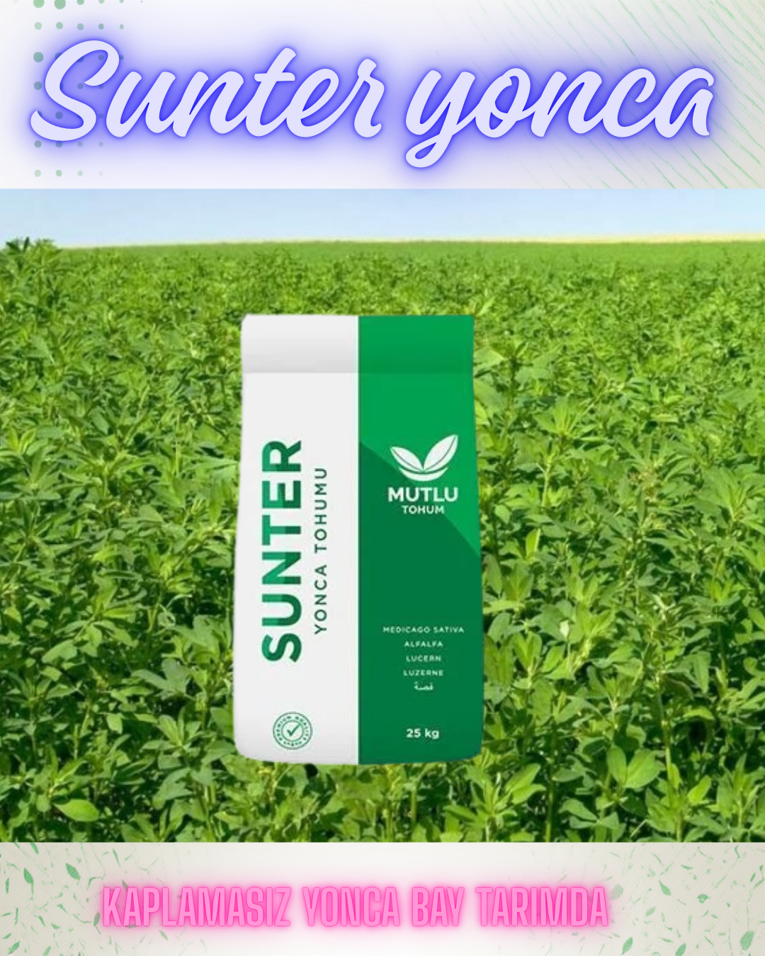 SUNTER YONCA 10 KG