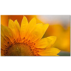 Beautiful Sunflower Art Print