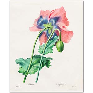 Pierre Joseph Redoute Poppy Art Print