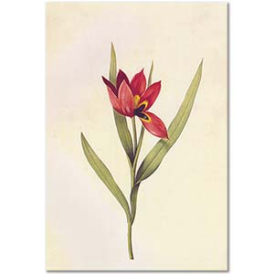 Pierre Joseph Redoute Tulipa Agenensis in Les Liliacees Art Print