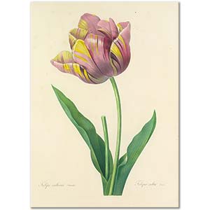 Pierre Joseph Redoute Tulipa Culta Art Print