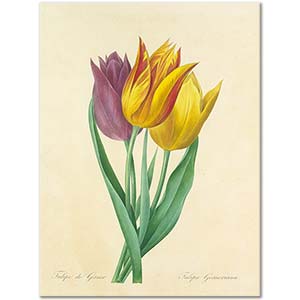 Pierre Joseph Redoute Tulipa Gesneriana Art Print
